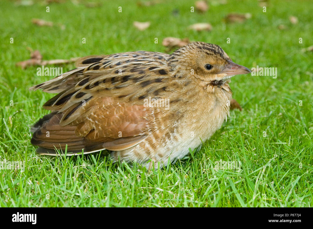 Kwartelkoning, Re di Quaglie, Crex crex Foto Stock