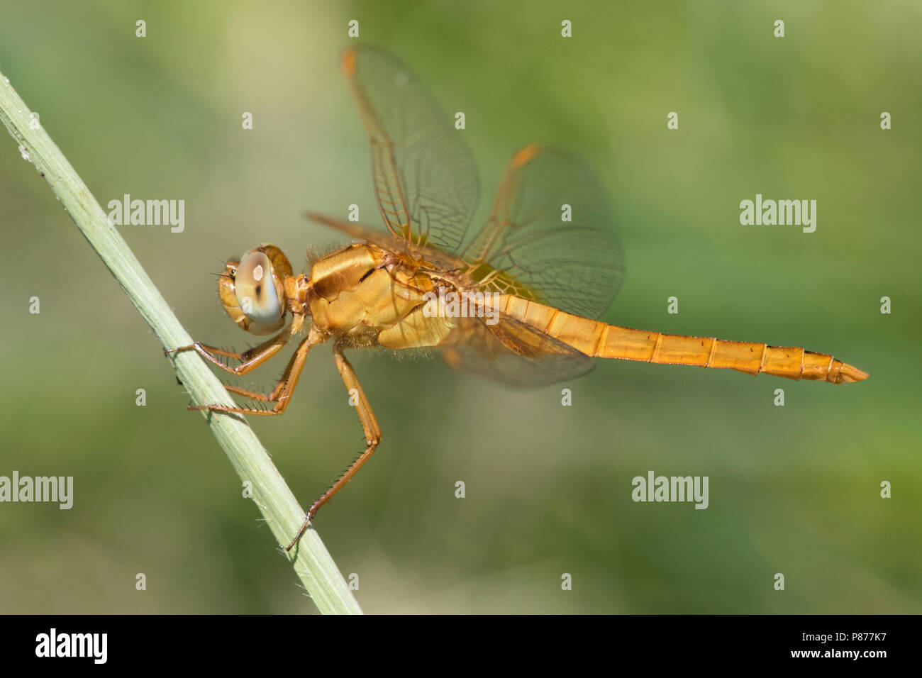 Vers mannetje Vuurlibel, maschio immaturo ampia Scarlet Foto Stock