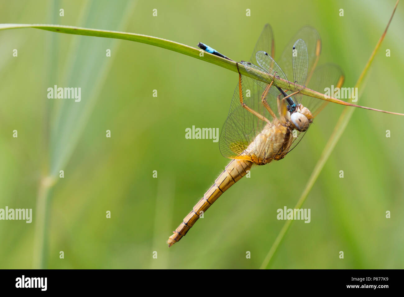 Vrouwtje Vuurlibel incontrato prooi, Femmina Crocothemis erythraea con la preda Foto Stock