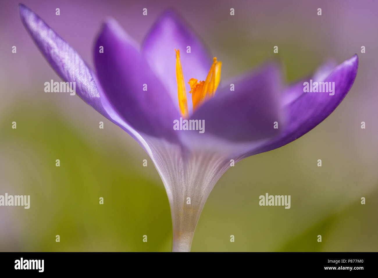 Bloeiende Boerenkrokus, fioritura precoce Crocus Foto Stock