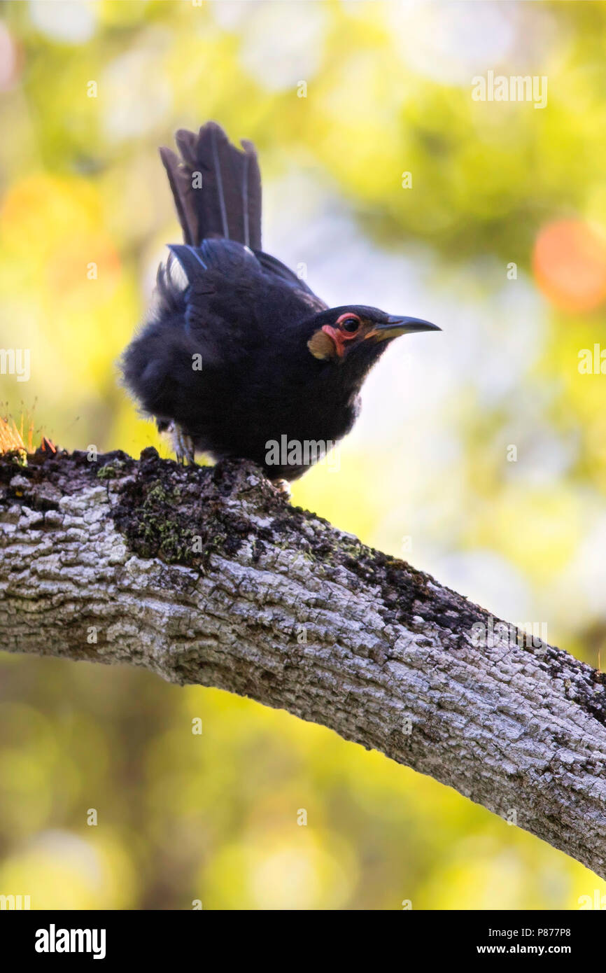 Crow Honeyeater (Gymnomyza aubryana) una specie gravemente minacciate nuovo Caledonian endemica specie di uccelli. Si tratta di specie gravemente minacciate a causa introdotta nei ratti. Foto Stock