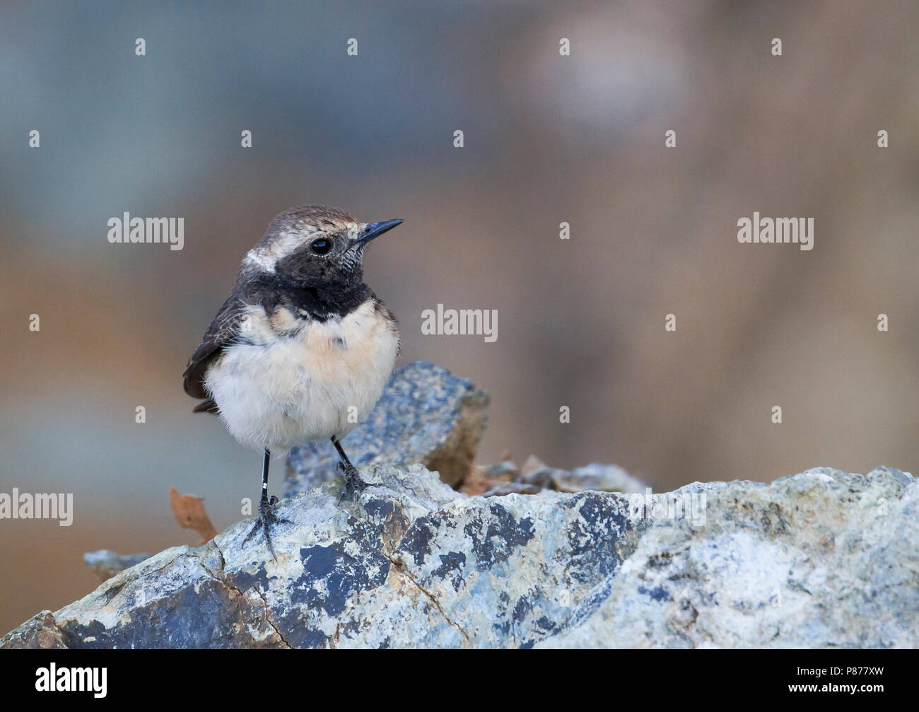 Cipro culbianco - Zypernsteinschmätzer - Oenanthe cypriaca, Cipro, femmina adulta Foto Stock