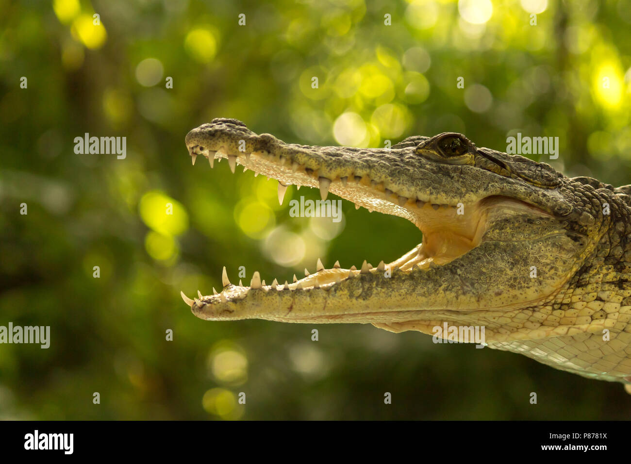 Testa Di Coccodrillo Closeup Questi Rettili Sono Liberati Da Illegale Di Proprietari Di Animali Domestici In Messico Le Loro Potenti Mascelle E Denti Rinnovabili Sono Bellissimi Esempi O Foto Stock Alamy