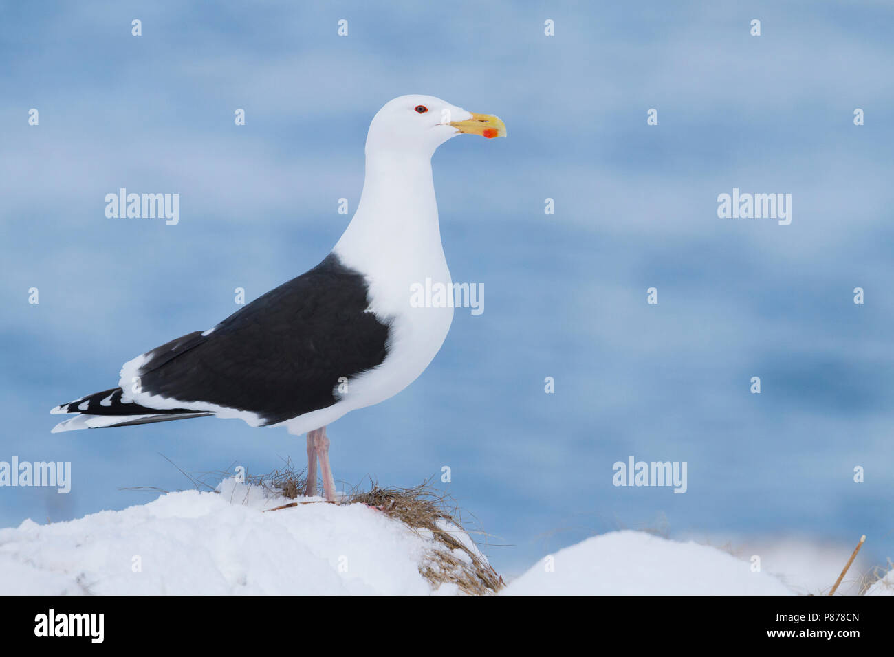 Grande nero-backed Gull, Grote Mantelmeeuw, Larus marinus, Norvegia, adulti Foto Stock