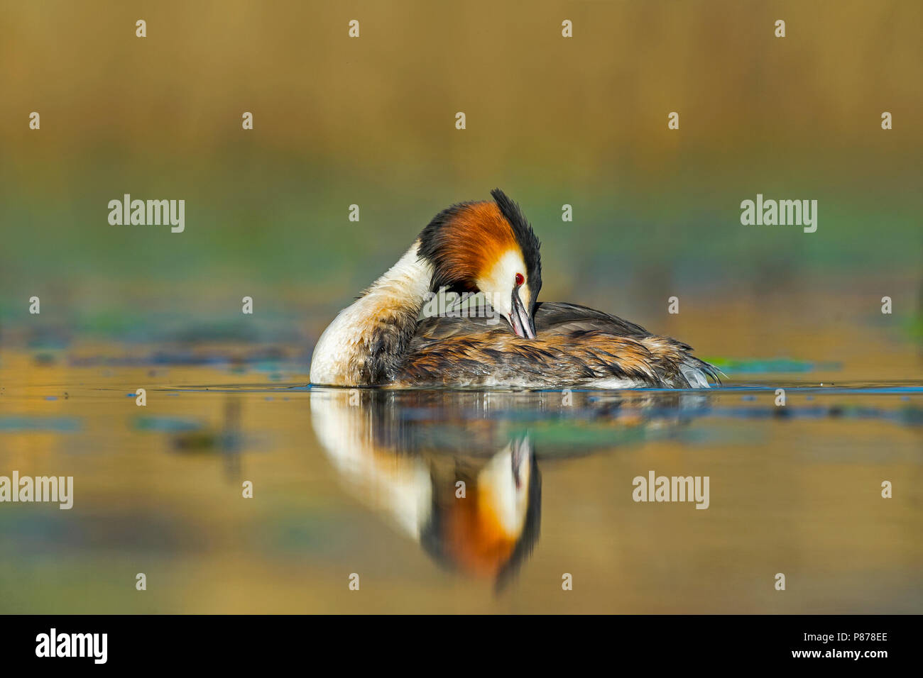 Svasso maggiore, Fuut, Podiceps cristatus Foto Stock