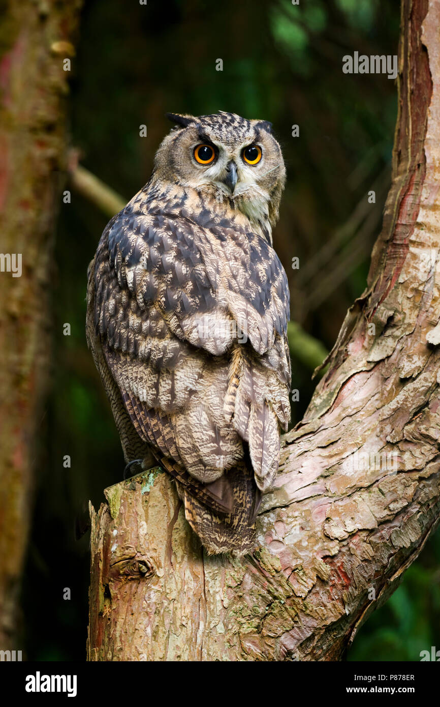 Grande Gufo Reale - Uhu - Bubo bubo ssp. bubo, Germania Foto Stock