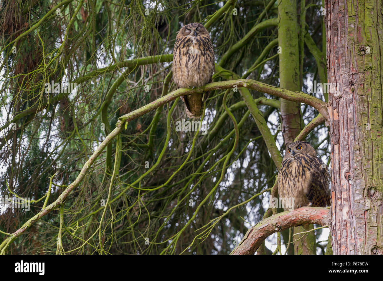 Grande Gufo Reale - Uhu - Bubo bubo ssp. bubo, Germania, per adulti Foto Stock