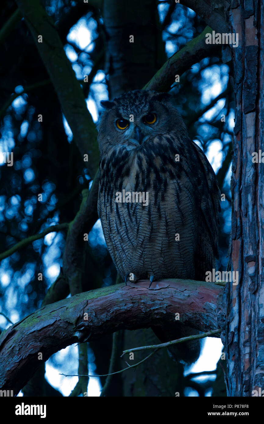 Grande Gufo Reale - Uhu - Bubo bubo ssp. bubo, Germania, per adulti Foto Stock