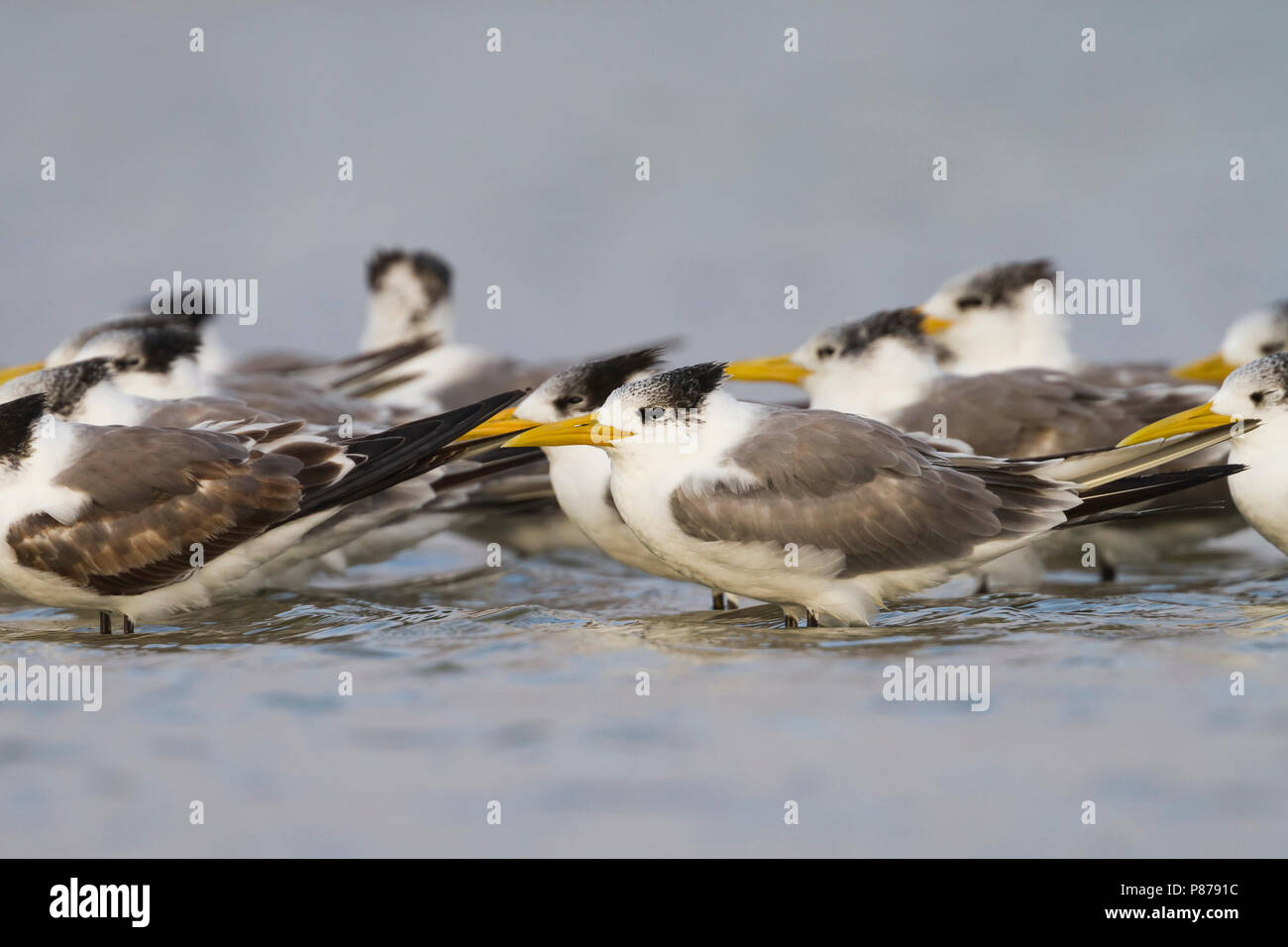 Maggiore Crested Tern - Eilseeschwalbe - Thalasseus bergii velox, Oman Foto Stock