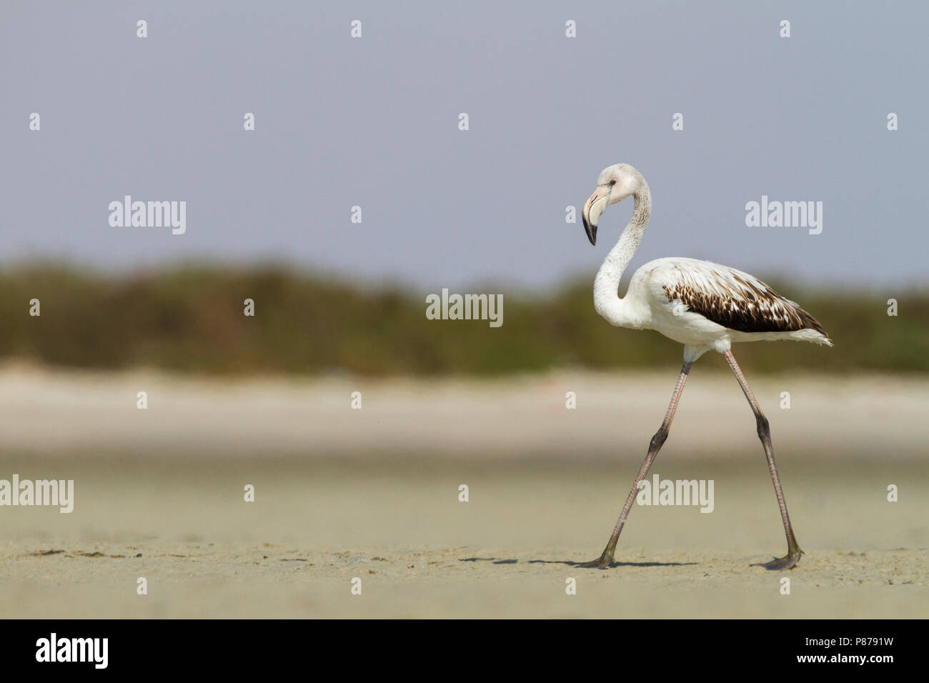 Fenicottero maggiore - Rosaflamingo - Phoenicopterus roseus, Oman, 1cy Foto Stock
