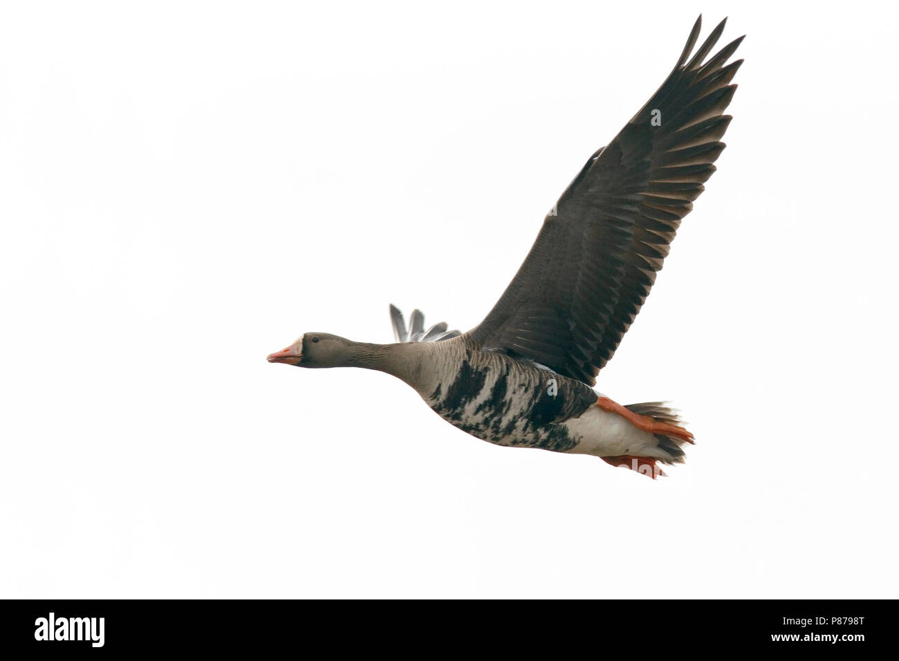 Adulto Barrow, AK Giugno 2010 Foto Stock