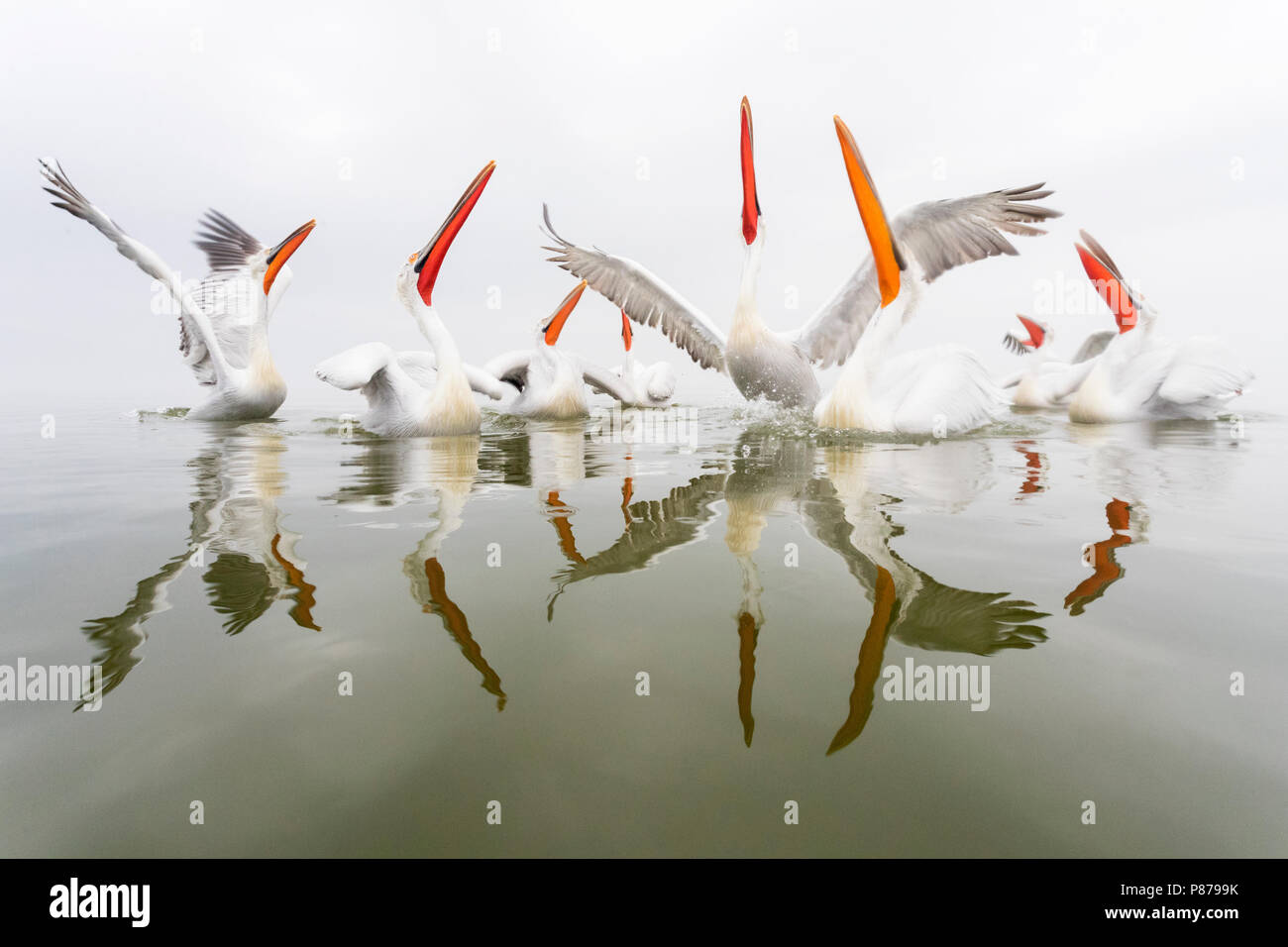 Pellicano dalmata (Pelecanus crispus) presso il lago di Kerkini, Grecia Foto Stock