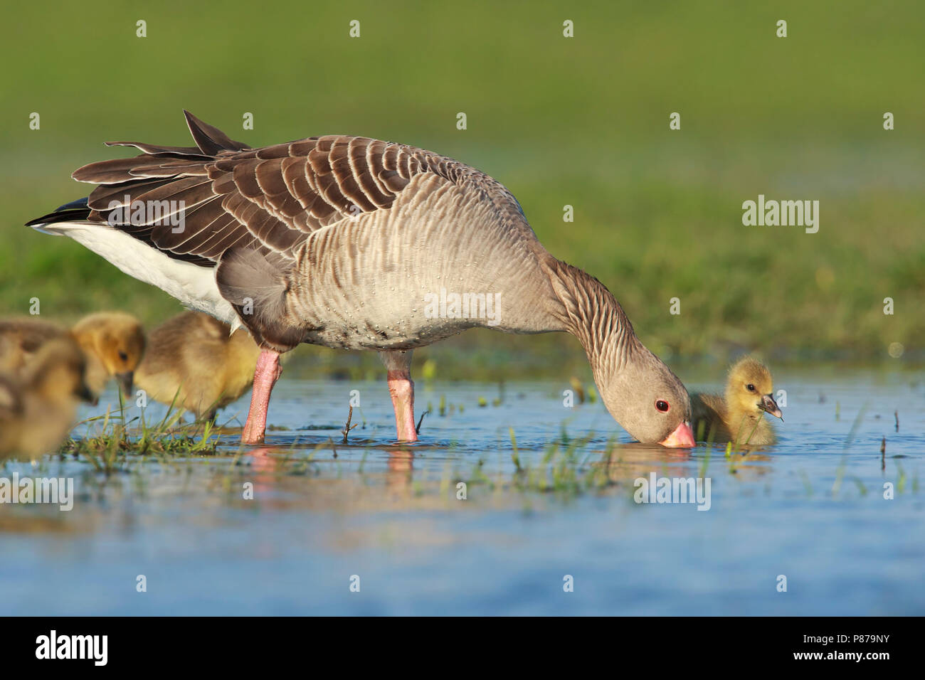 Grauwe Gans ha incontrato jongen, grigio-lag Goose con pulcini Foto Stock