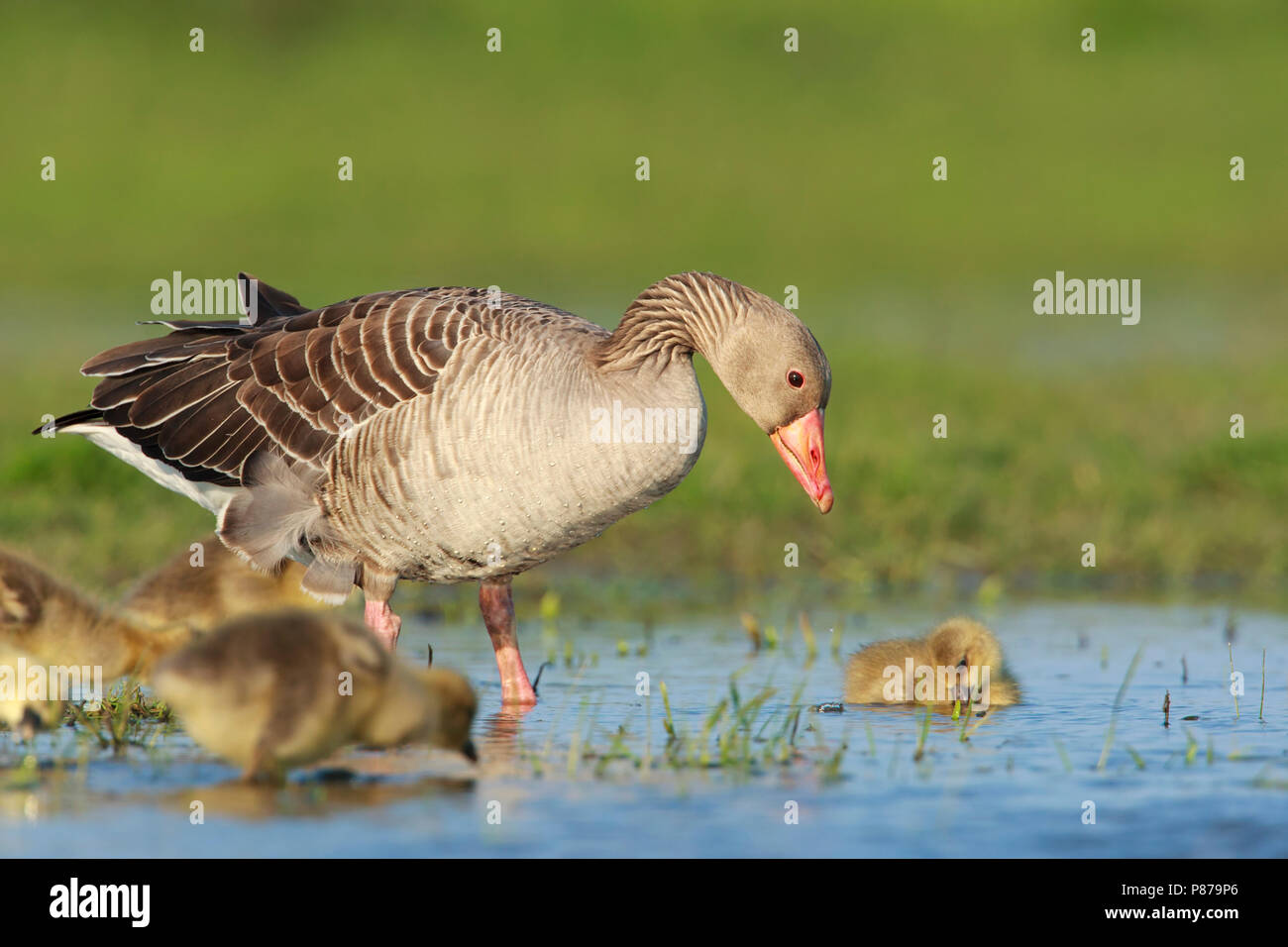 Grauwe Gans ha incontrato jongen, grigio-lag Goose con pulcini Foto Stock