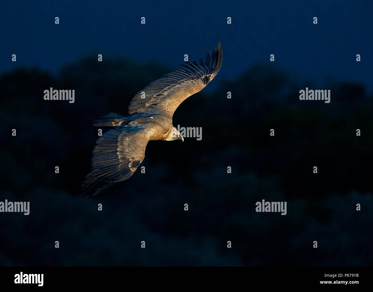 Grifone (Gyps fulvus) scorrevolezza alla prima luce lungo El Castillo in Monfragüe National Park, Spagna. Foto Stock