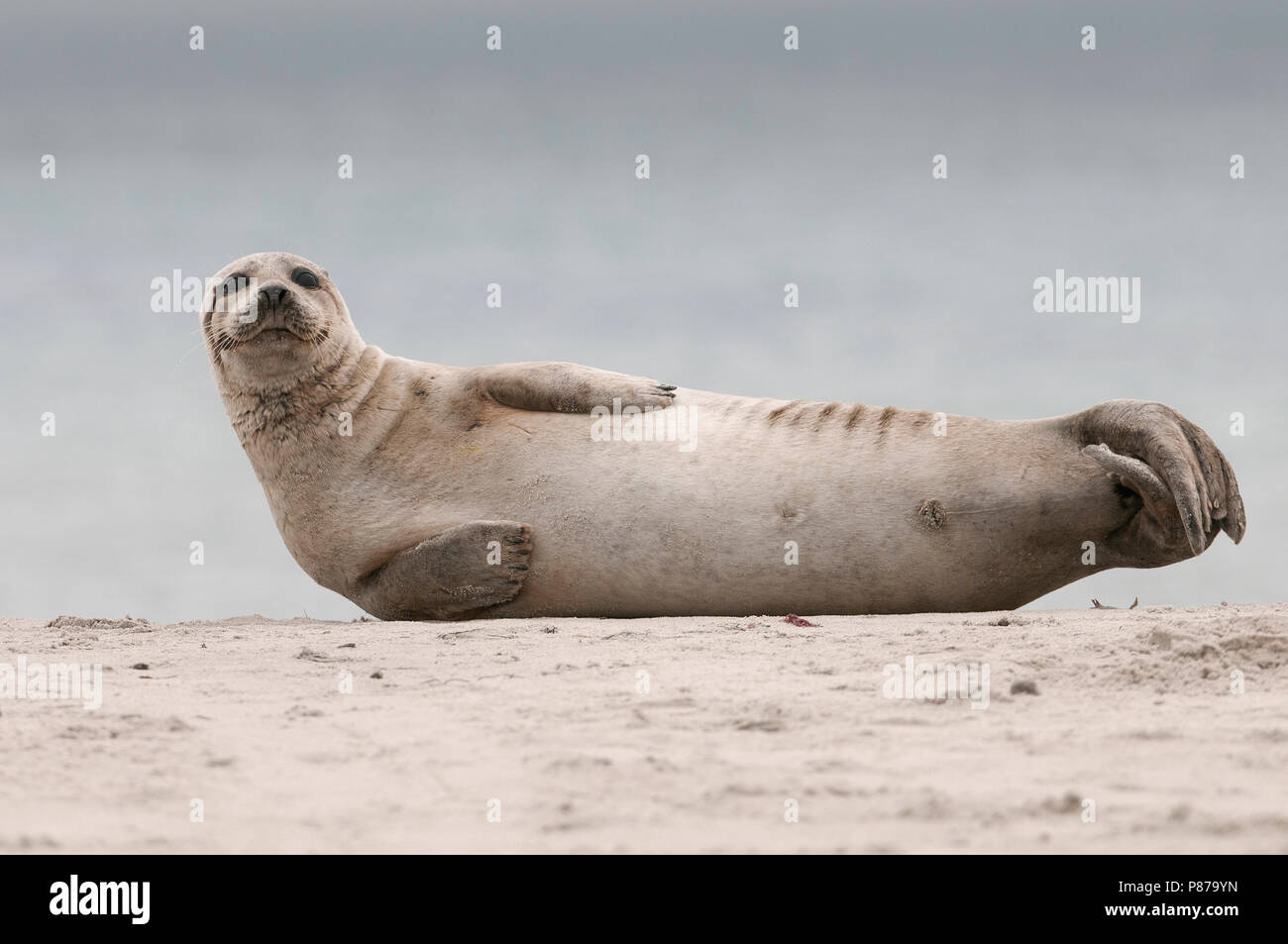 Grijze zeehond, Grigio guarnizione, Halichoerus grypus, kegelrob Foto Stock