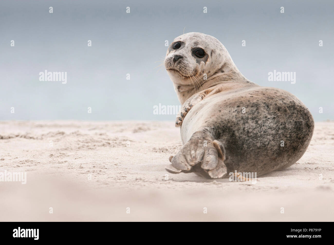 Grijze zeehond, Grigio guarnizione, Halichoerus grypus, Kegelrob Foto Stock
