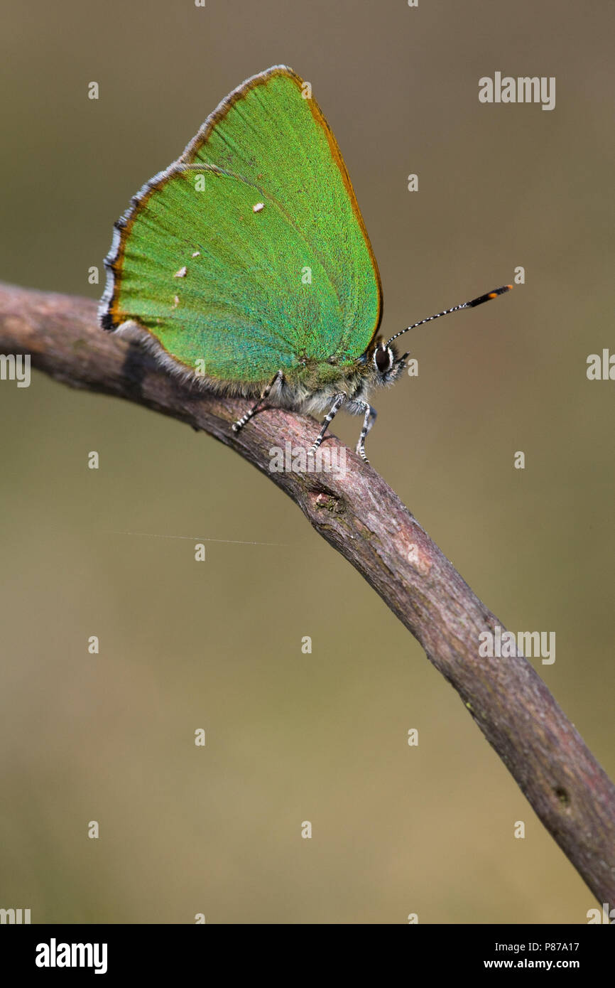 Groentje / Verde Hairstreak (Callophrys rubi) Foto Stock