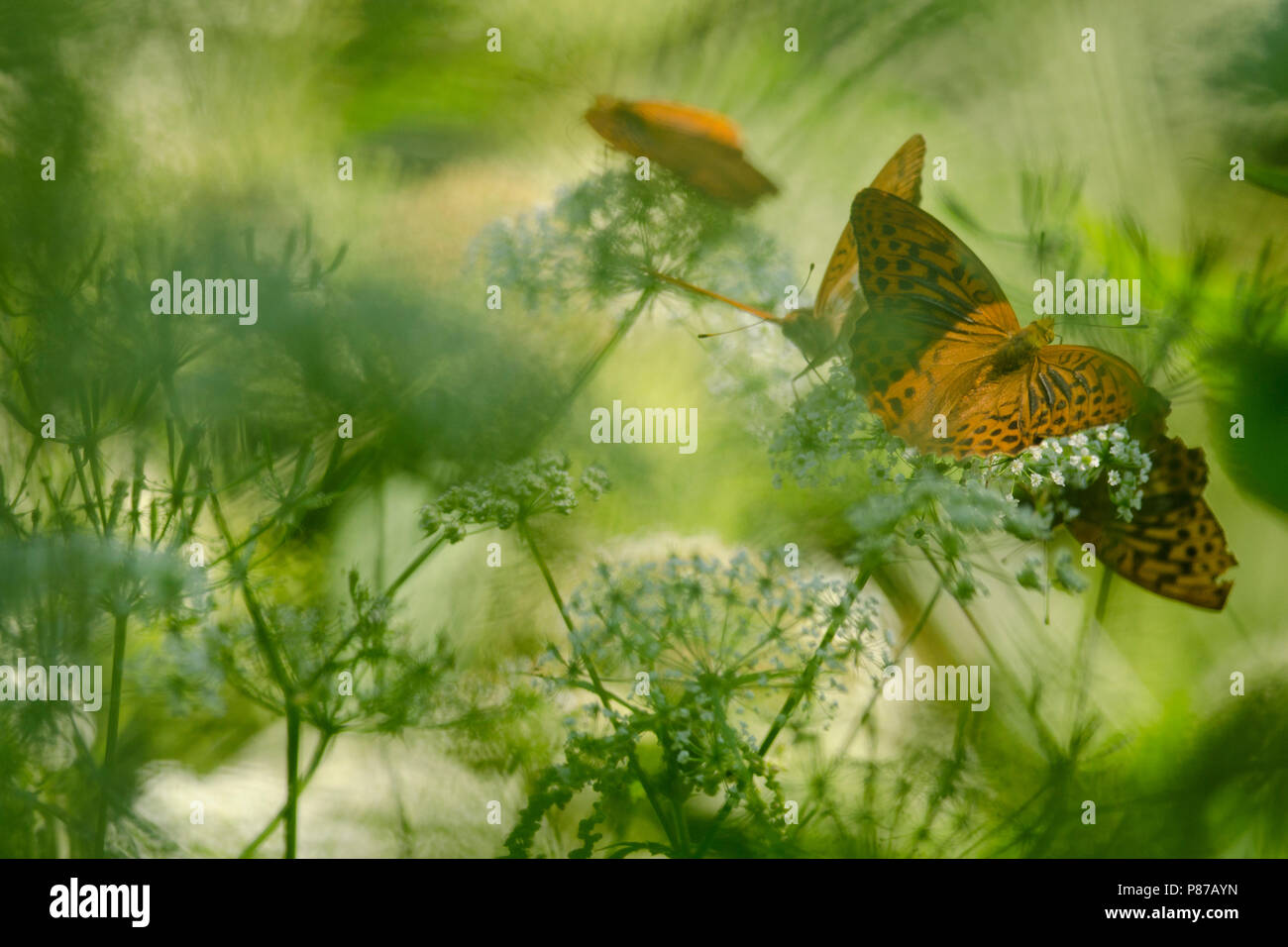 Keizermantels,argento-lavato Fritillaries Foto Stock