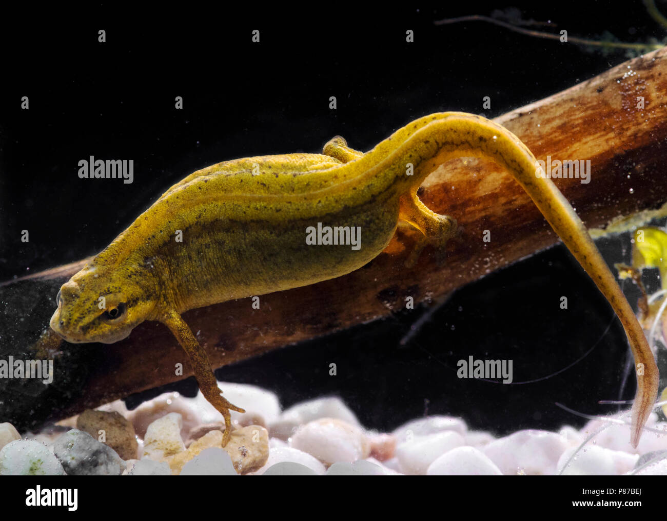 Kleine Watersalamander, tritone comune Foto Stock