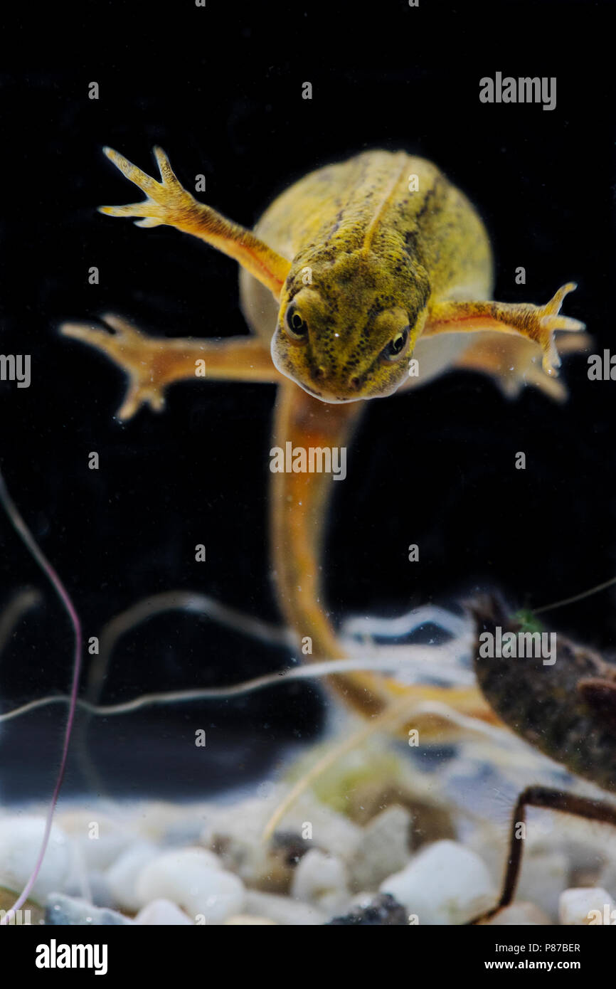 Kleine Watersalamander, tritone comune Foto Stock