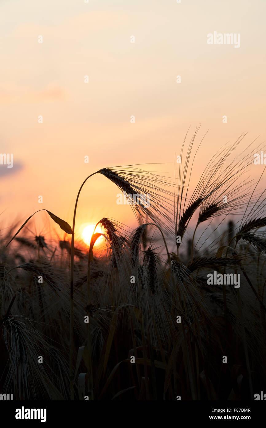 Hordeum vulgare. Silhouette di orzo a sunrise in Oxfordshire campagna. Regno Unito Foto Stock