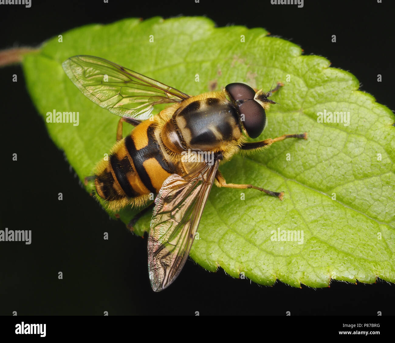Hoverfly (Myathropa florea) maschio in appoggio sulla lamina. Tipperary, Irlanda Foto Stock