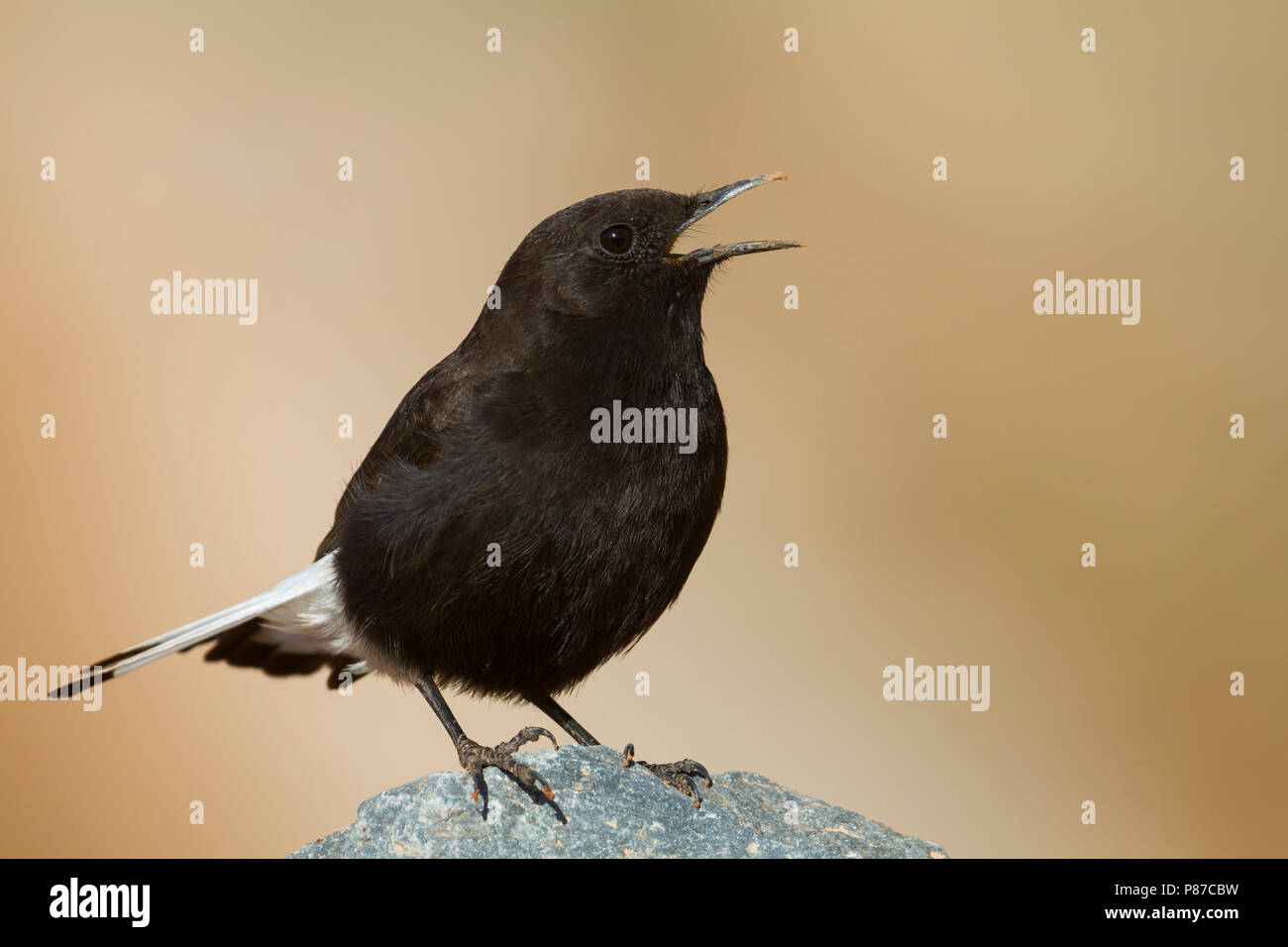 Nero - Culbianco Trauersteinschmätzer - Oenanthe leucura ssp. riggenbachi, Marocco, maschio adulto Foto Stock