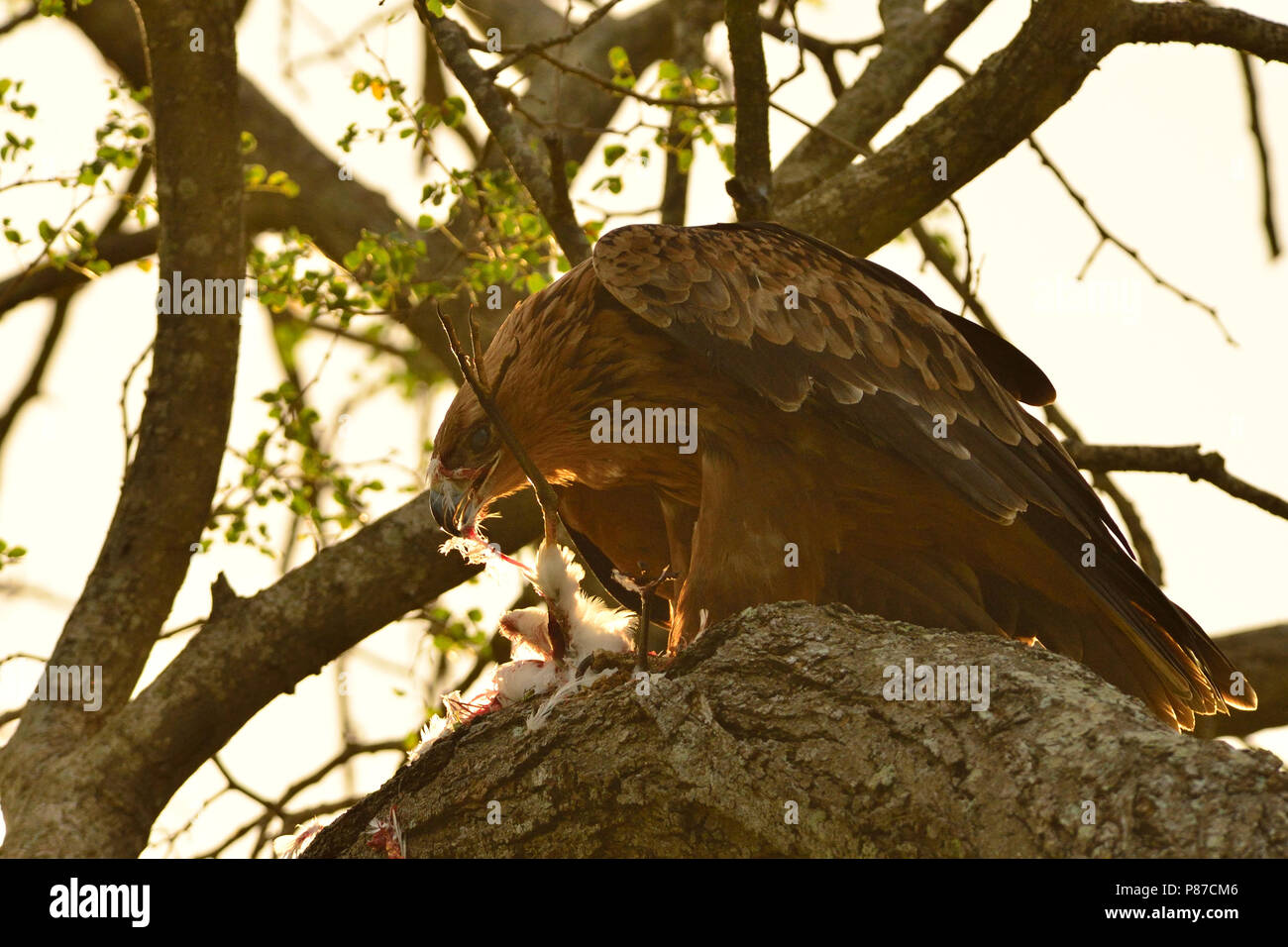 Bruno eagle alimentare sulla preda Foto Stock