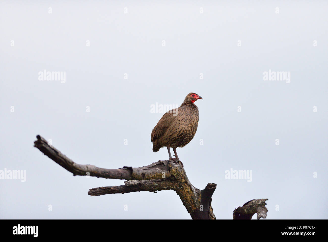 Swainson's spurfowl ,Swainson's francolin Foto Stock