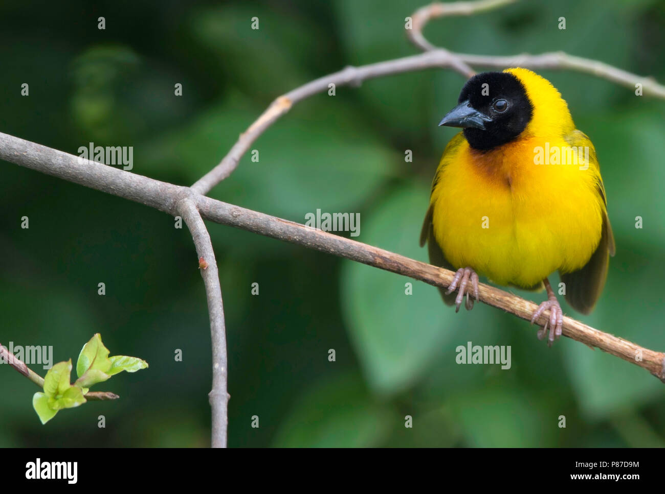 Tessitore a testa nera (Ploceus melanocephalus) arroccato Foto Stock