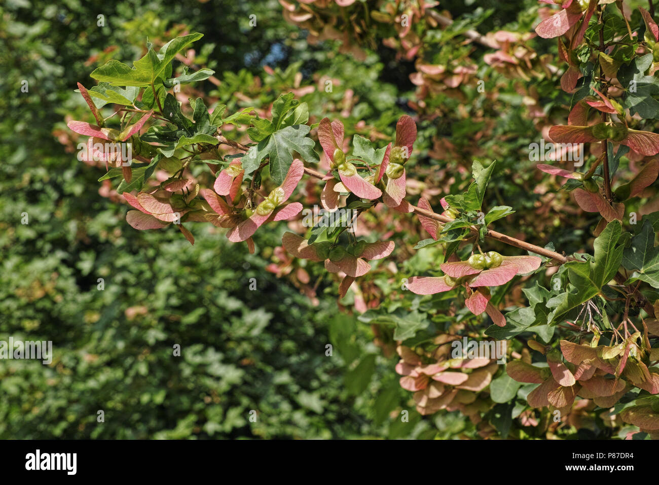 Ramo di acero campestre con frutti e foglie in primavera Foto Stock