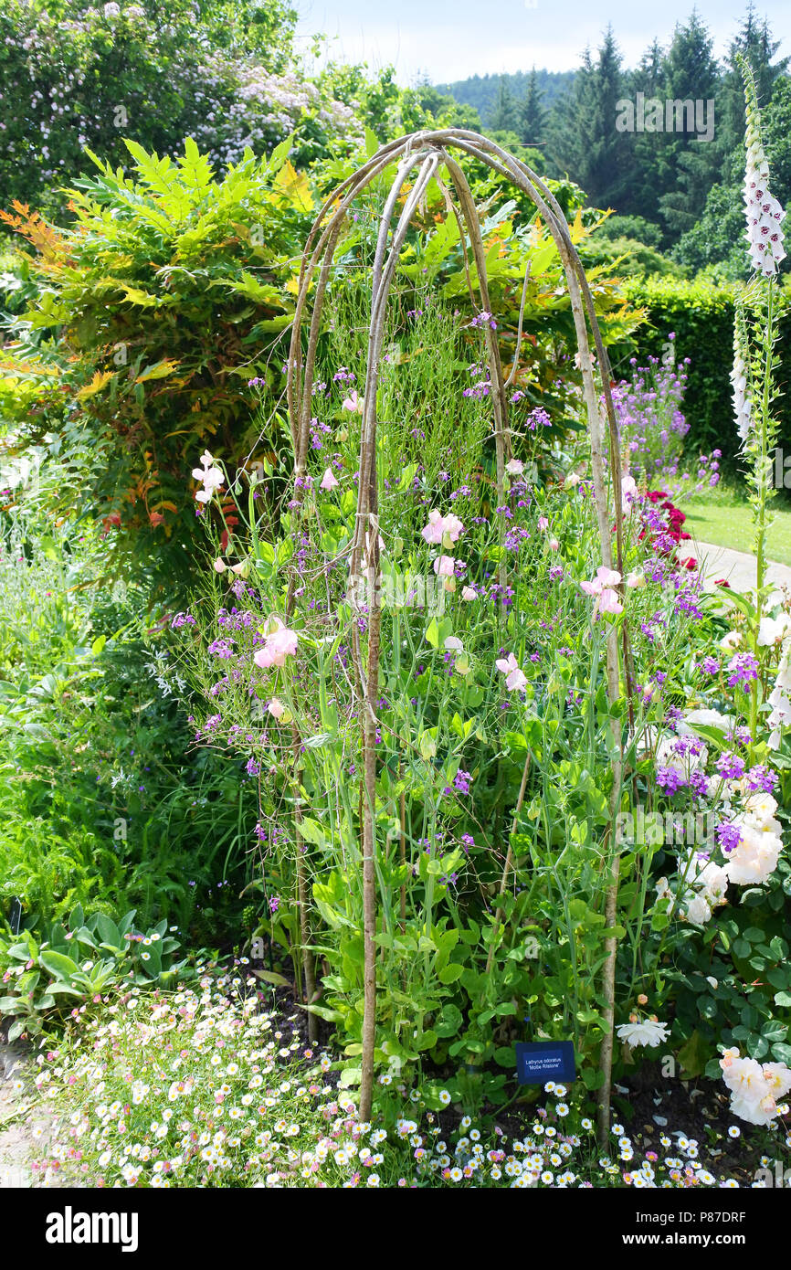 Piselli dolci (Lathyrus odoratus) salendo su una canna ornamentali struttura, RHS Rosemoor, Devon, Regno Unito - Giovanni Gollop Foto Stock