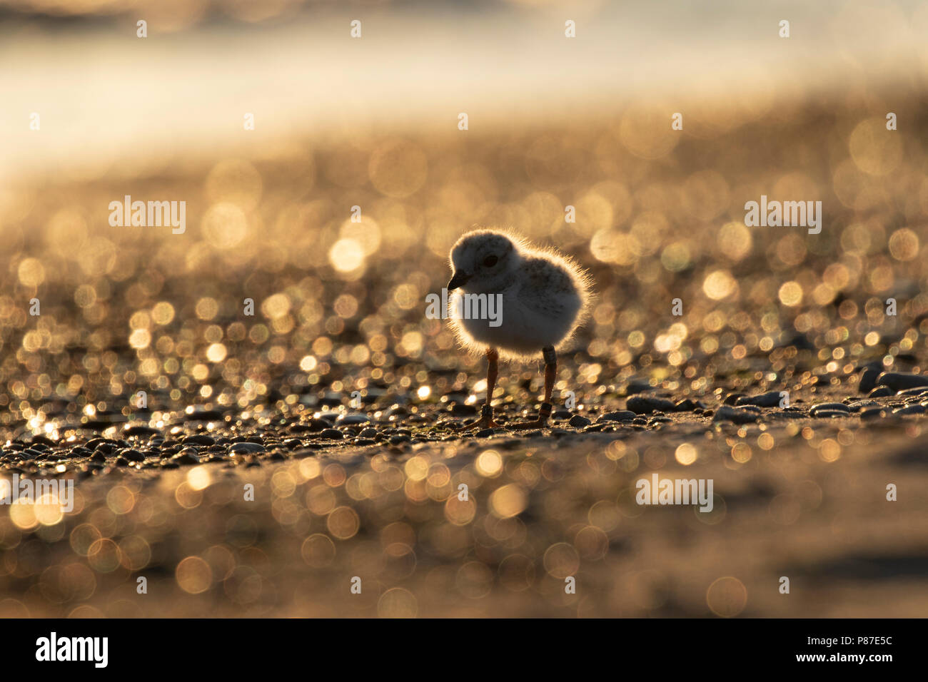 Un pericolo piviere di tubazioni (Charadrius melodus) pulcino al tramonto con golden sfondo bokeh di fondo Foto Stock