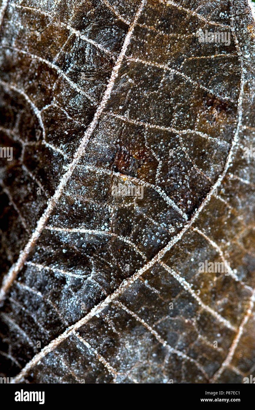 Berijpt blad, foglie satinate Foto Stock