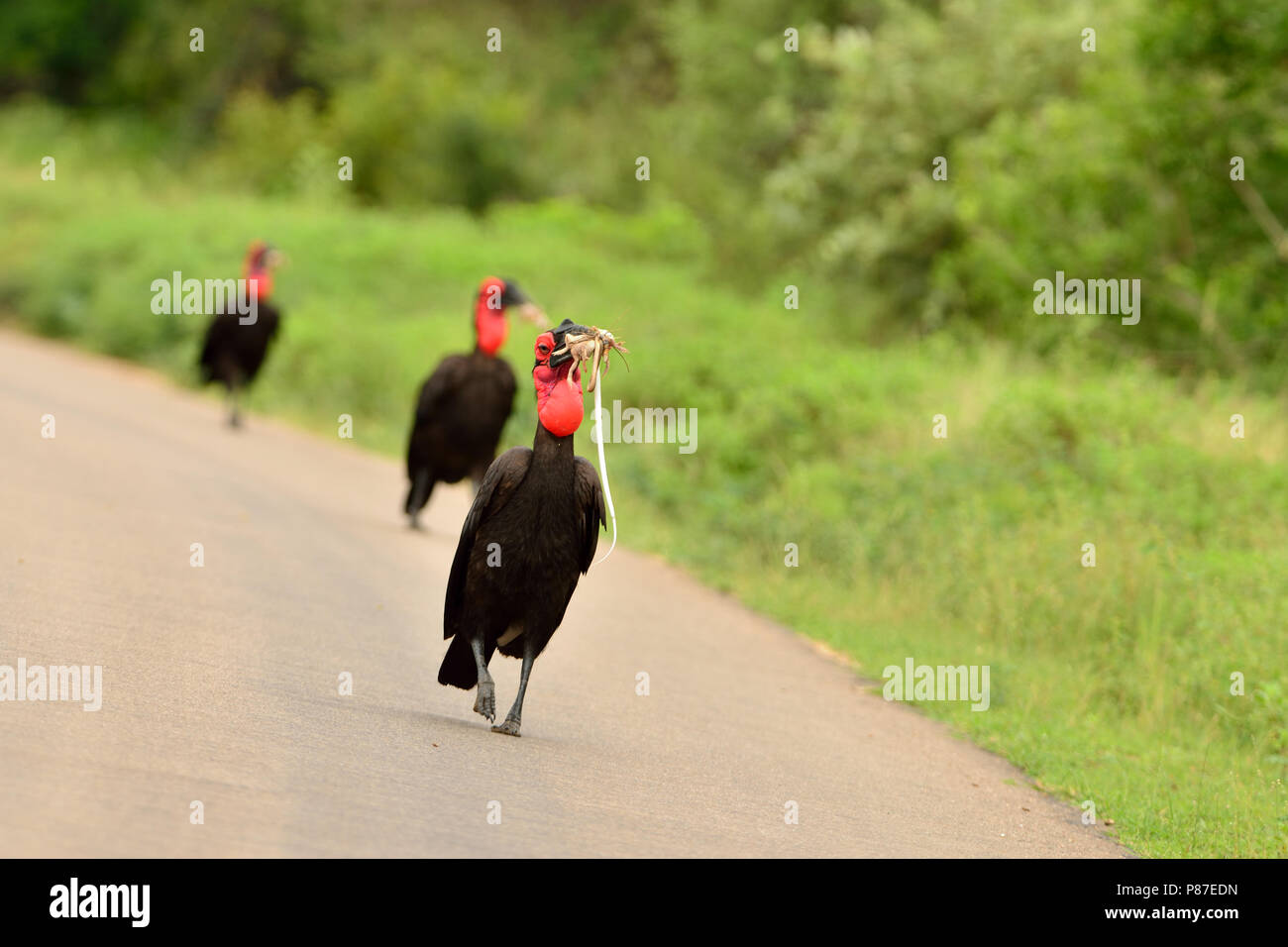 Massa Sothern hornbill ritratto Foto Stock