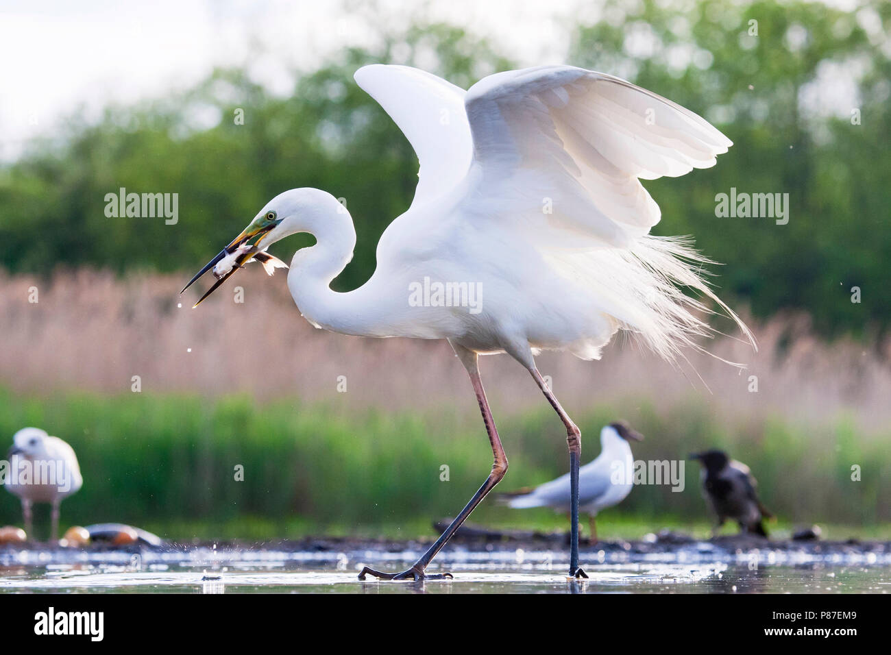 Grote Zilverreiger vangt vis uit wak; Western Airone bianco maggiore per la cattura di pesce dal foro di ghiaccio Foto Stock