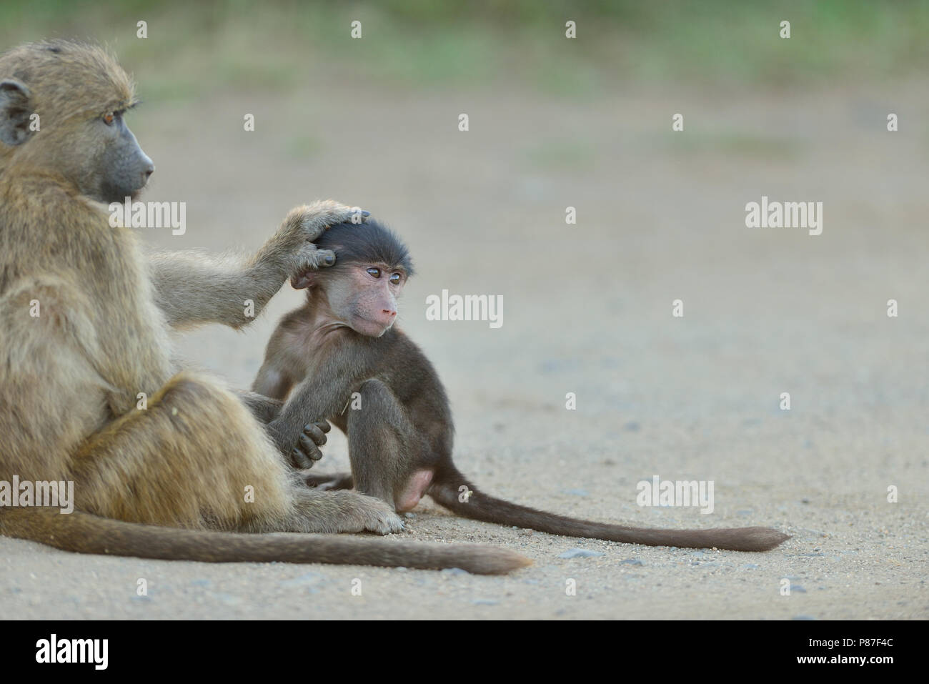 Baby babbuino azione di riproduzione più carini in scimmia Kruger Foto Stock