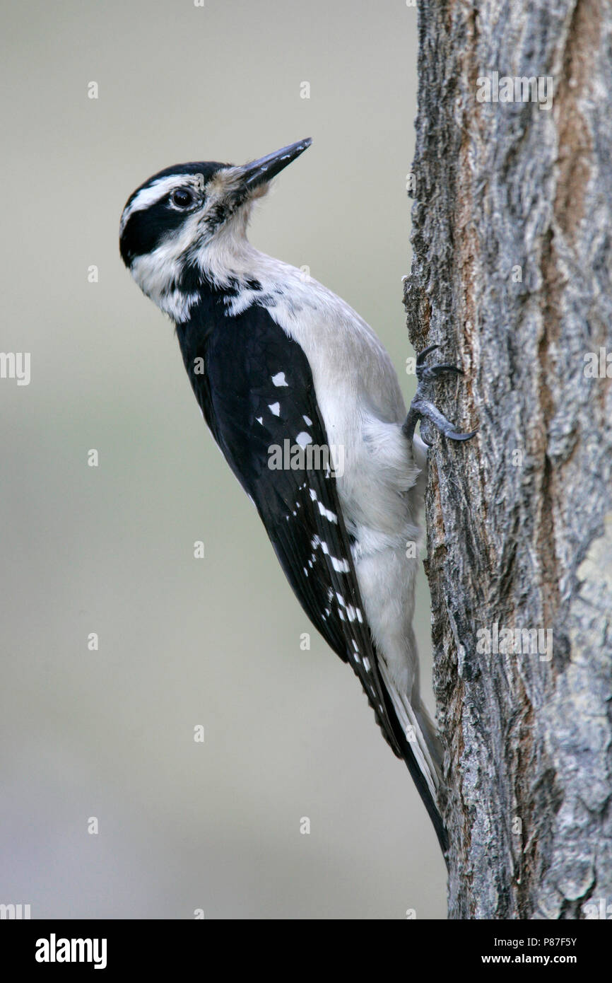 Femmina adulta Kern Co., CA Gennaio 2005 Foto Stock