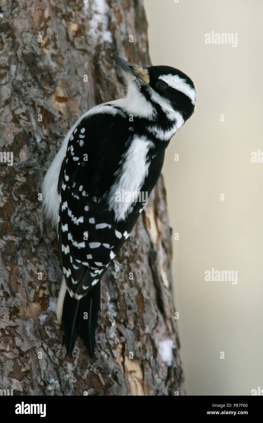 Femmina adulta St. Louis Co., MN Gennaio 2005 Foto Stock