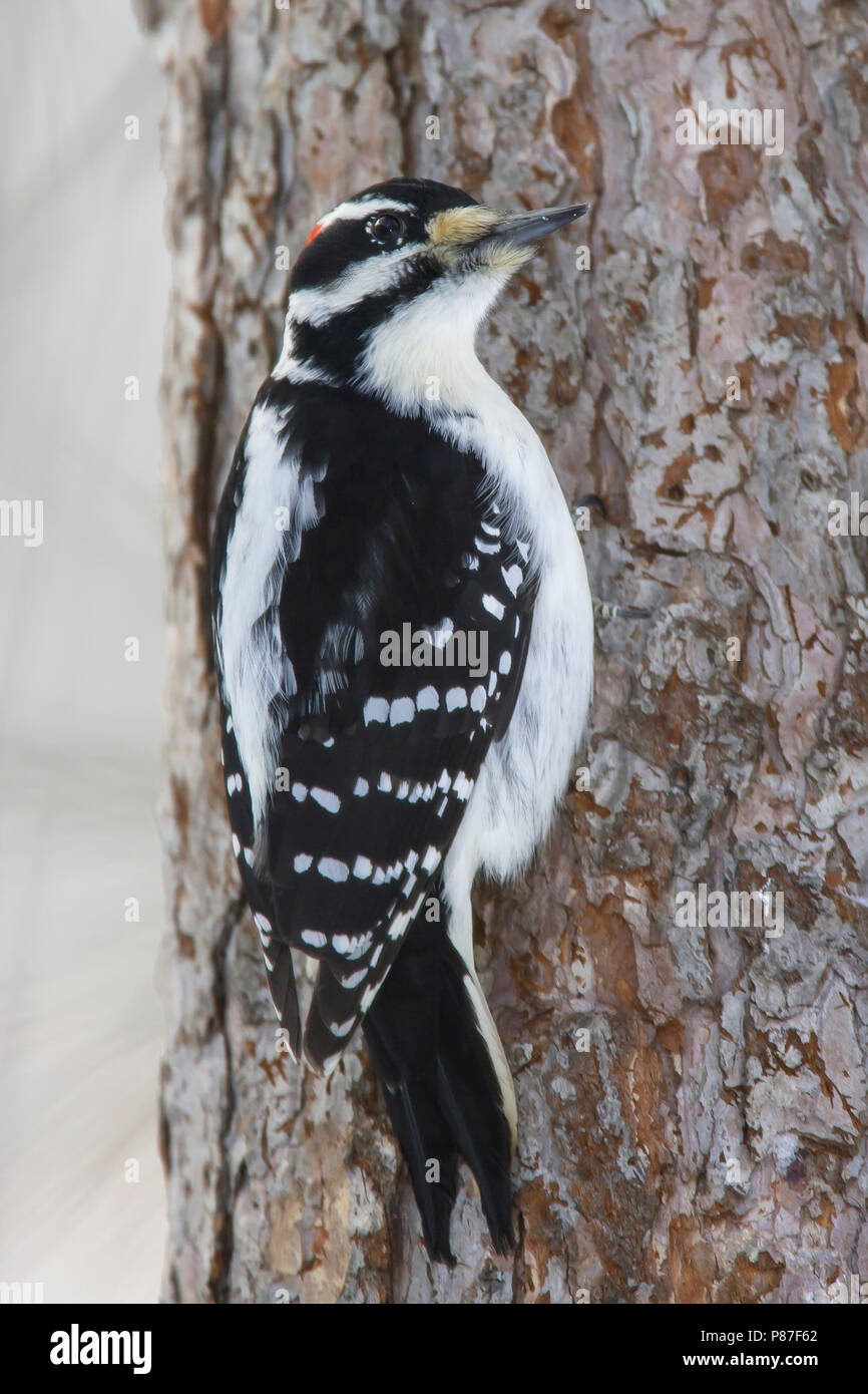 Maschio adulto St. Louis Co., MN Gennaio 2005 Foto Stock