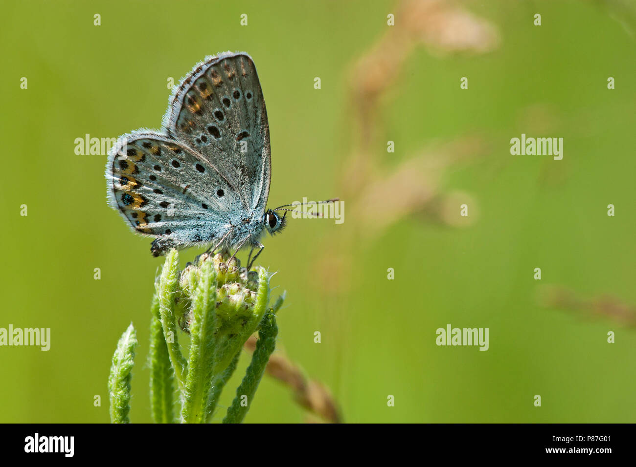 Heideblauwtje / argento-blu chiodati (Plebejus argus) Foto Stock