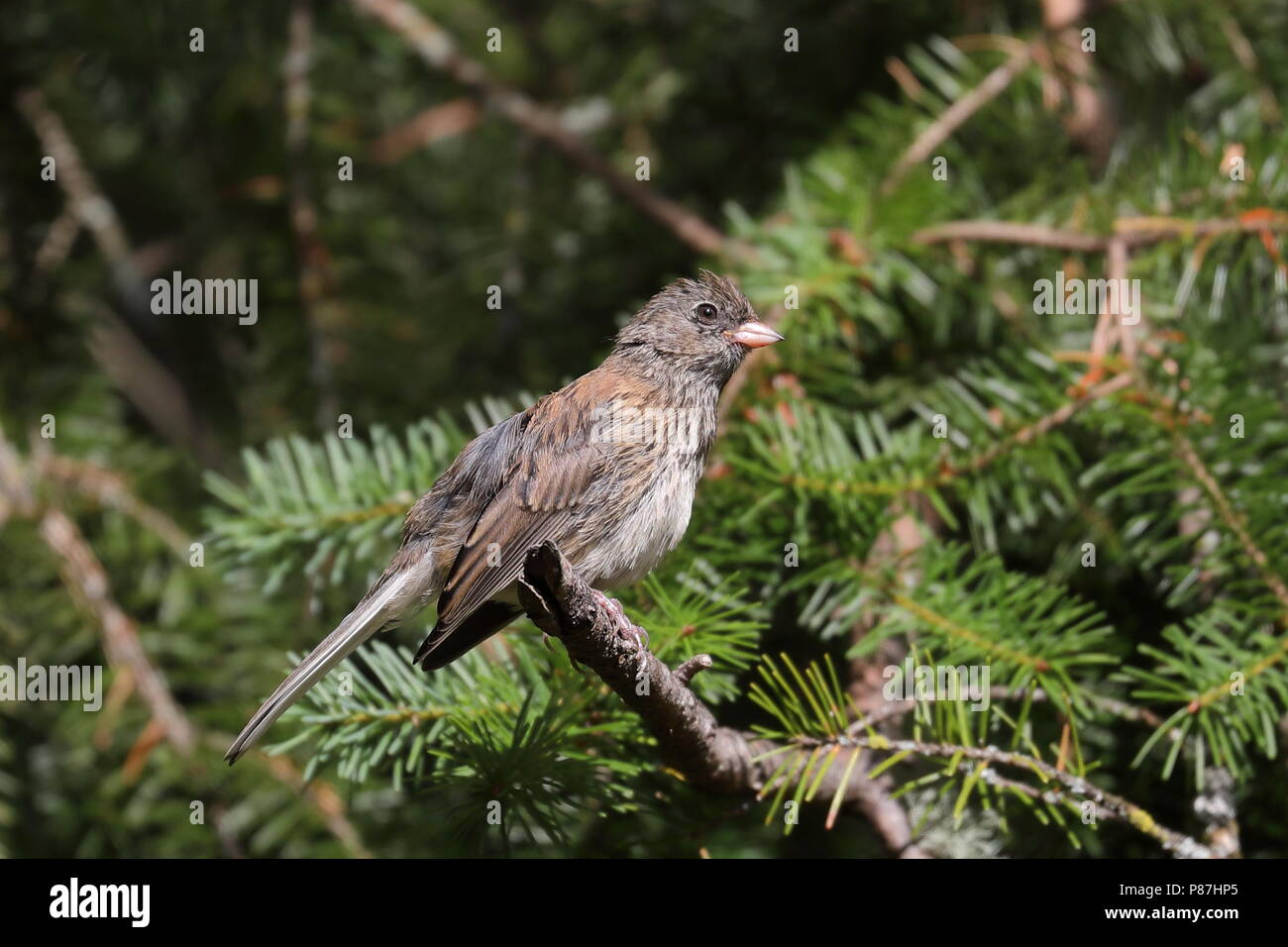 I capretti dark-eyed Junco in abete di Douglas Foto Stock
