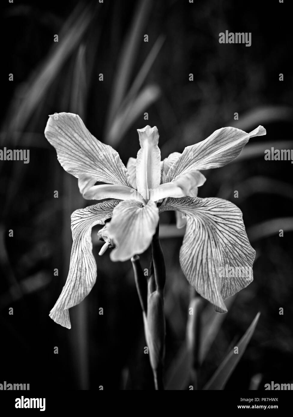 Southeastern TX USA - 3/27/2018 - Iris in una palude Blooming B&W Foto Stock