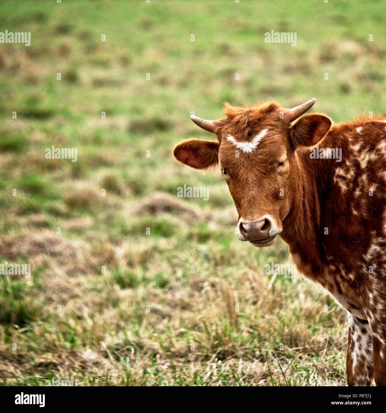 Southeastern TX USA - 3/16/2018 - Texas Longhorn Calf nel campo 1 Foto Stock