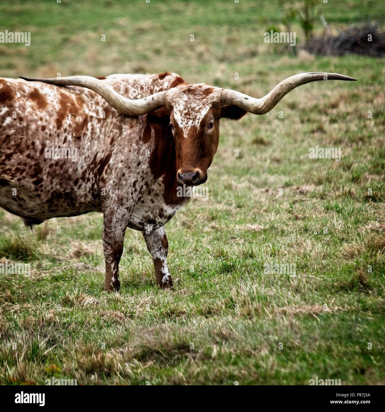 Texas Longhorn nel campo 1 Foto Stock