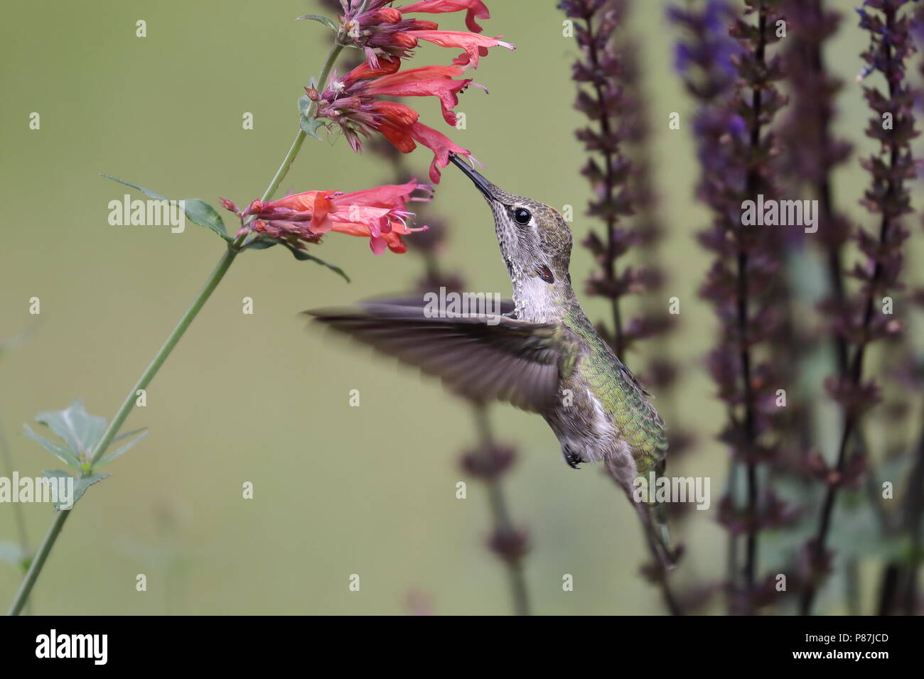 Donna Anna alimentazione Hummingbird sui fiori Foto Stock