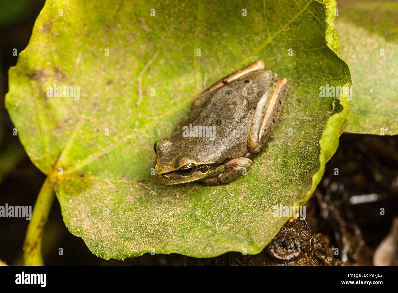 Streeploze Boomkikker, Mediterraneo raganella Foto Stock