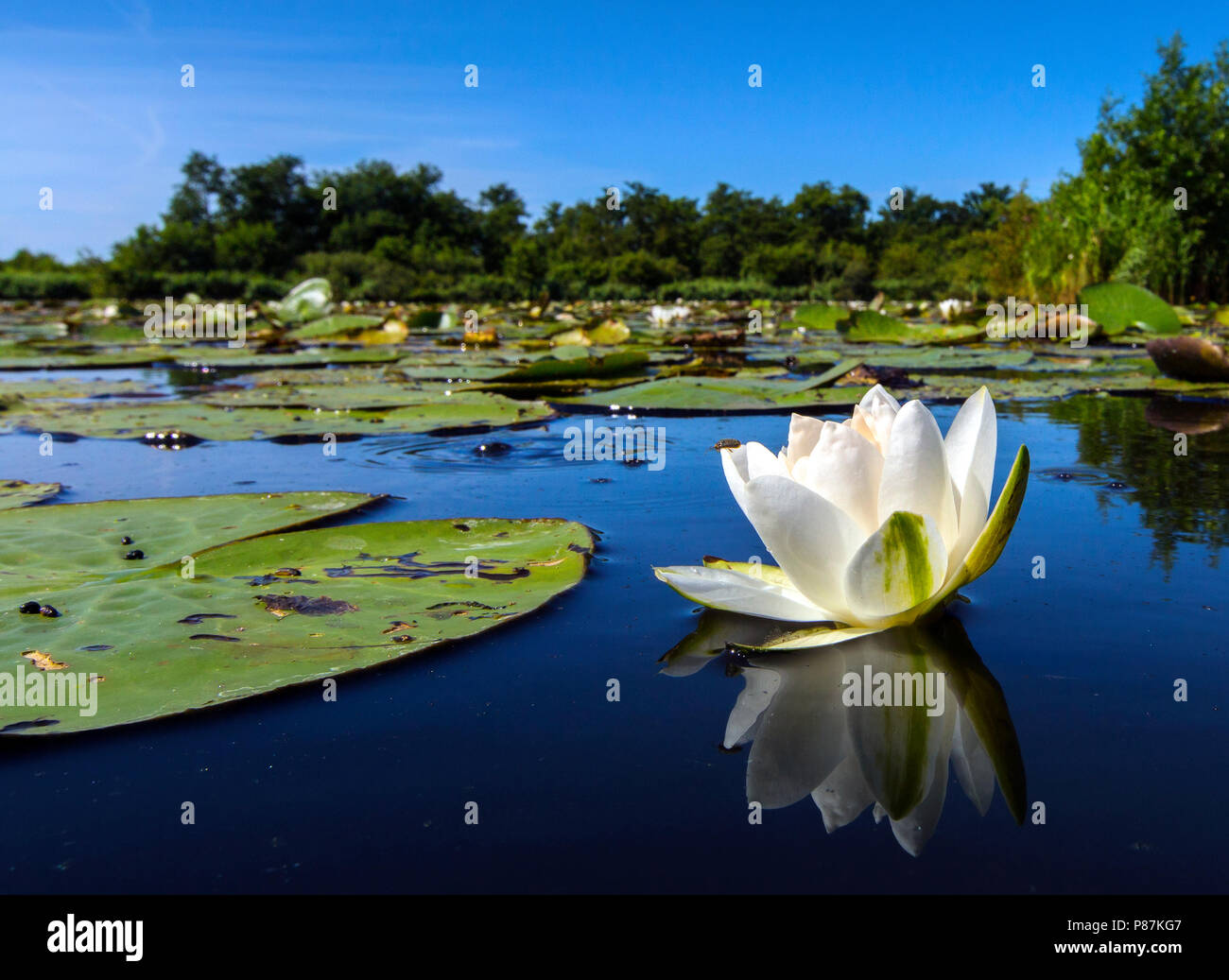 Witte waterlelie, ninfea bianca Foto Stock