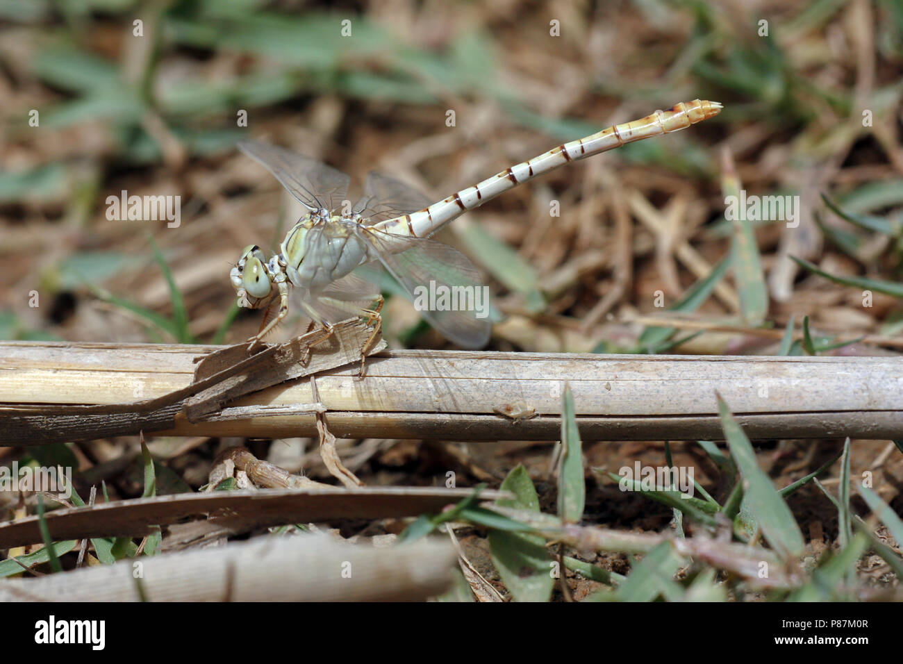 Vrouwtje Golftanglibel, Femmina pincertail ondulata Foto Stock